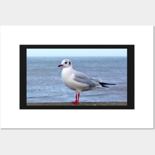 beach seagull seaside traveller bird sea gull ocean scene Posters and Art